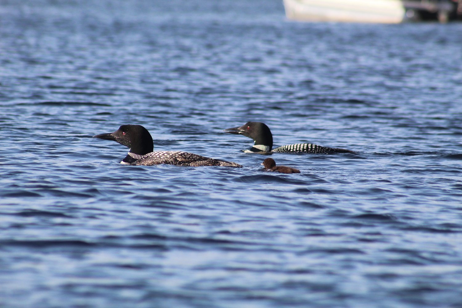 New loon chick spotted on Contoocook Lake with parents