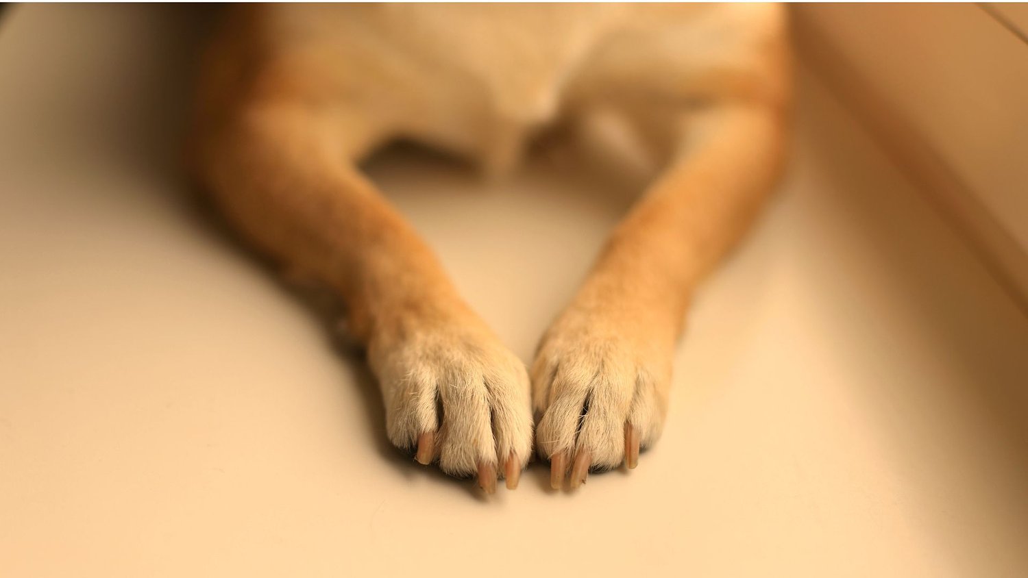 No charges filed after Lancaster County elementary school facility dog dies in hot car