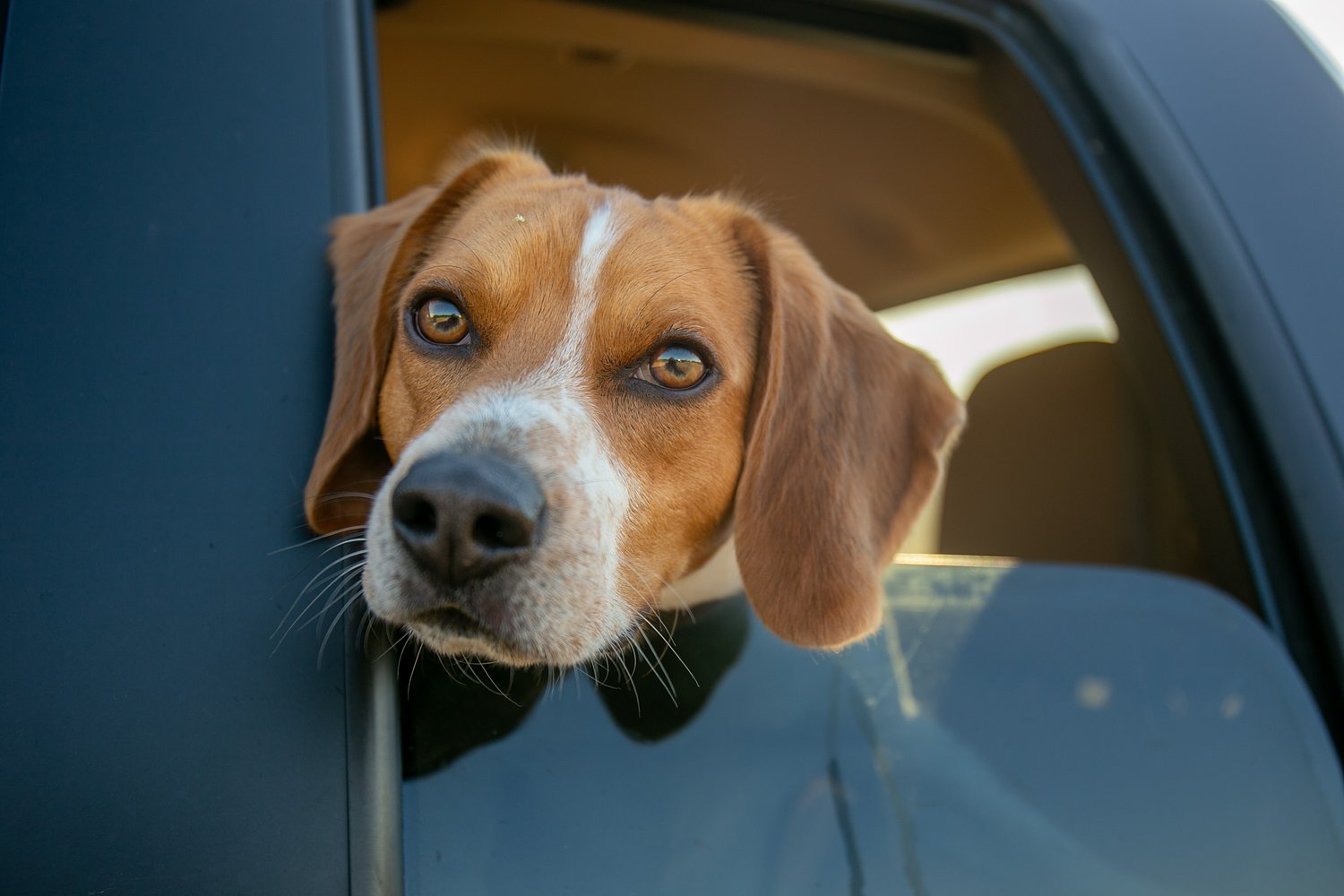 A phone call changed everything for a man who thought he’d never see his dog again