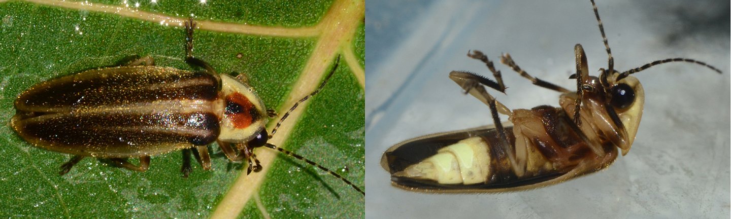 Speaking of Nature: Watching sparks fly: The brilliant, yet deadly truth behind summer’s favorite bugs