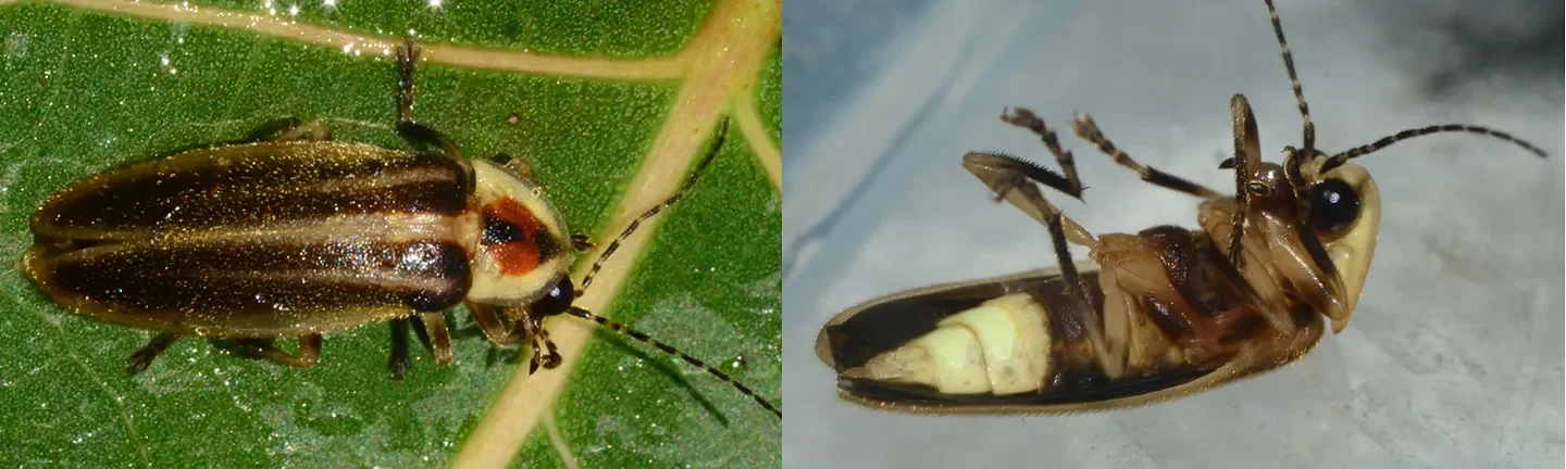 Speaking of Nature: Watching sparks fly: The brilliant, yet deadly truth behind summer’s favorite bugs