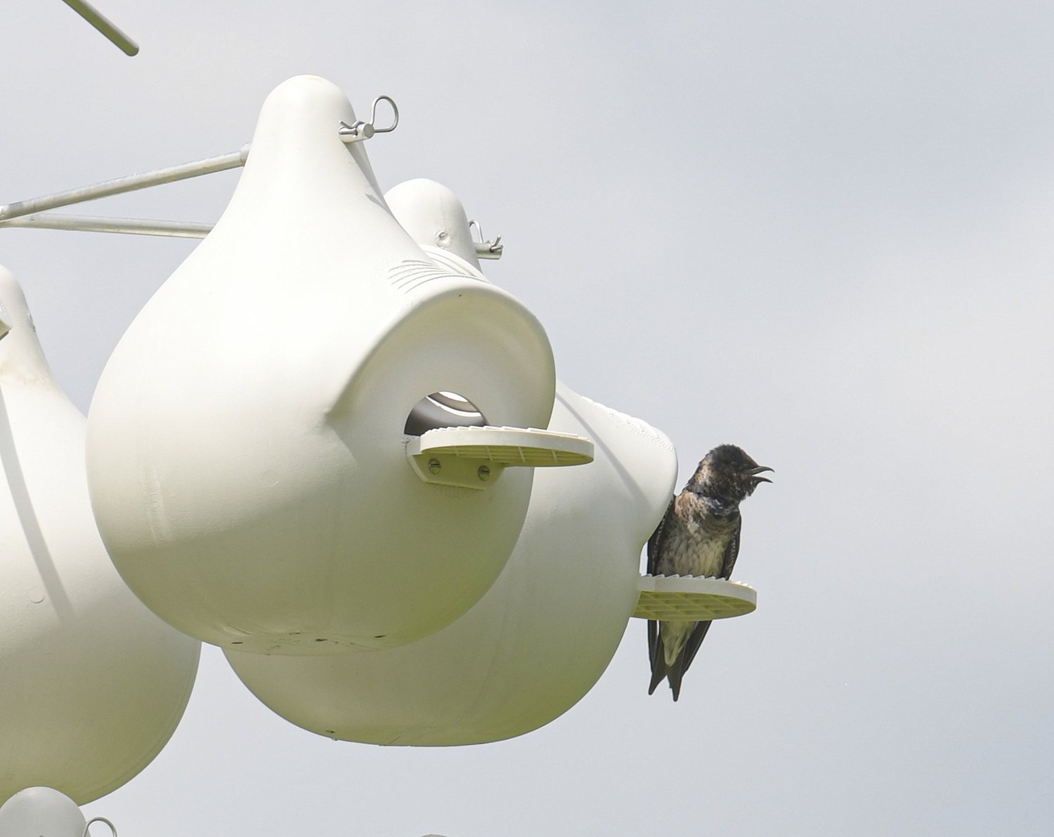 Birds that migrate from as far south as Amazon form colony on Lehigh Valley green space