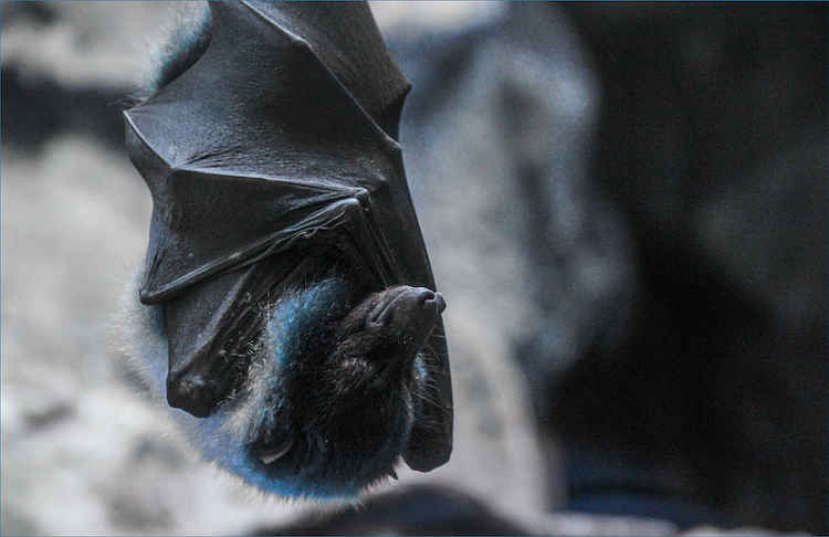 Benton County reports first rabies case of the year in infected bat
