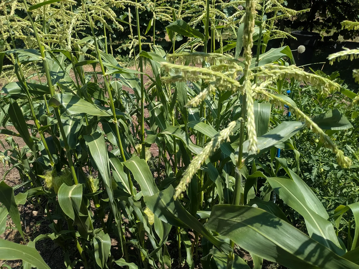 With summer planting and a little luck, you can have fresh corn until Thanksgiving