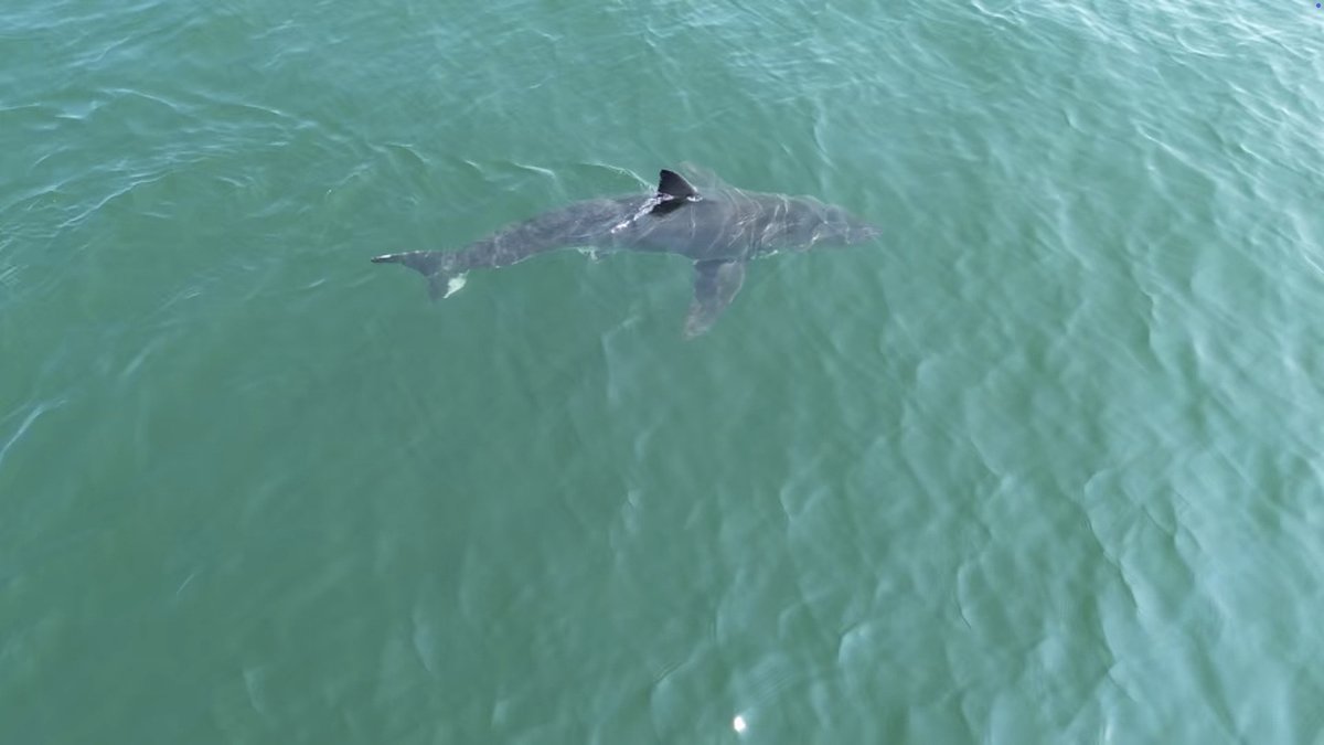 White shark drags lifeguard underwater at Maine state park