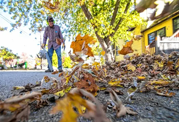 No leaf-bagging in Concord this year, just leaf-raking