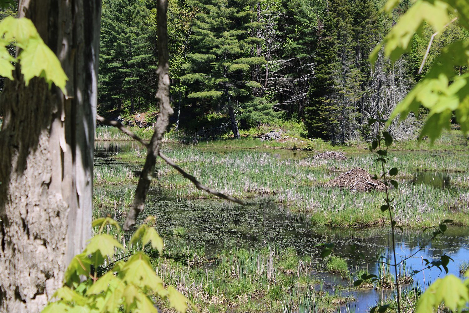 VT Gov. Scott administration pushes through wetlands changes, despite lawmakers’ objections