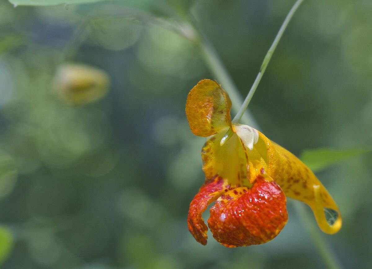 Use this native Maine plant as a natural poison ivy remedy