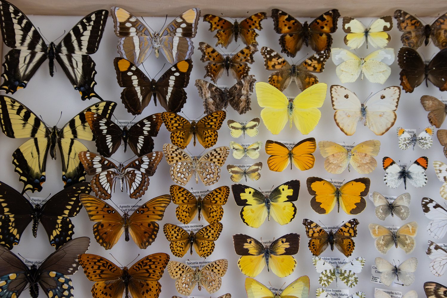 Nevada scientist among those logging ‘lost’ species as fewer endangered species are listed episode artwork