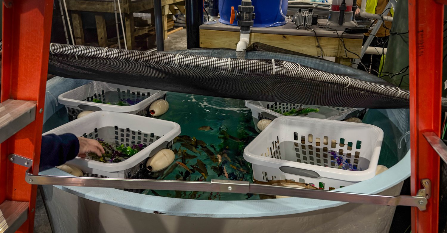 What’s swimming at Syracuse’s Harborview Aquarium? Pufferfish, tangs, gobies, sharks