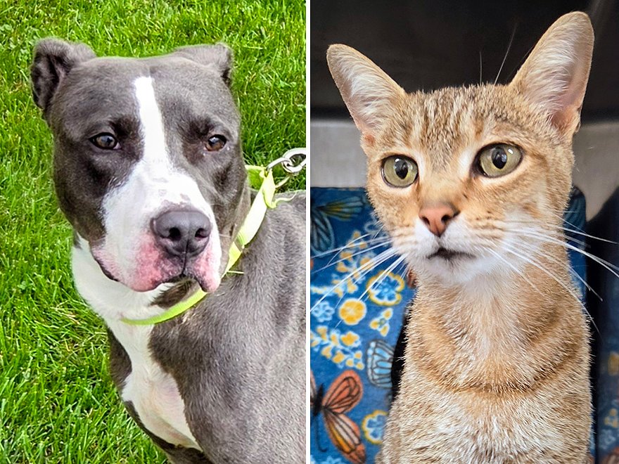Pets of the week: Jelly Bean is a striking color. Apple is affectionate