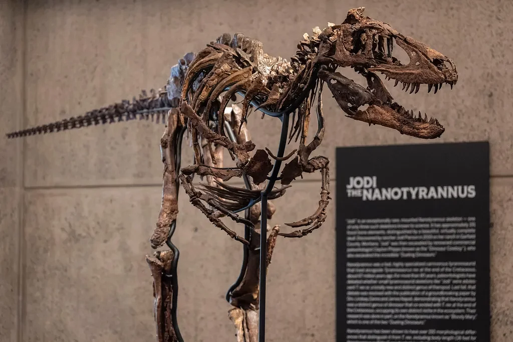 This fossil may look like a mini T. rex, but a Nanotyrannus just sold for a giant $47 million