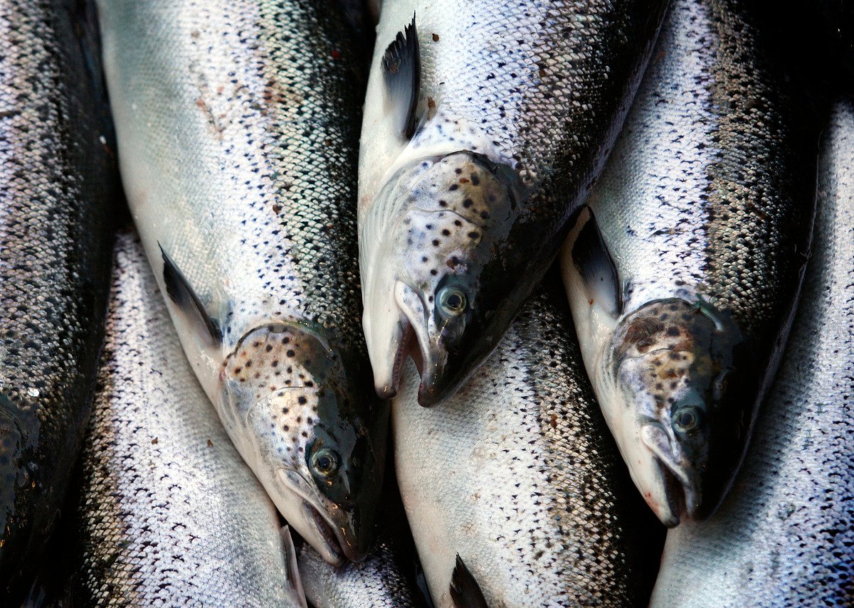Millinocket salmon farm project paused due to tariffs ‘roller coaster’
