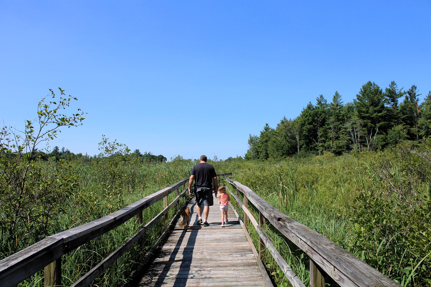 Dragonflies, turtles and ducks, oh my! This trail has them all.