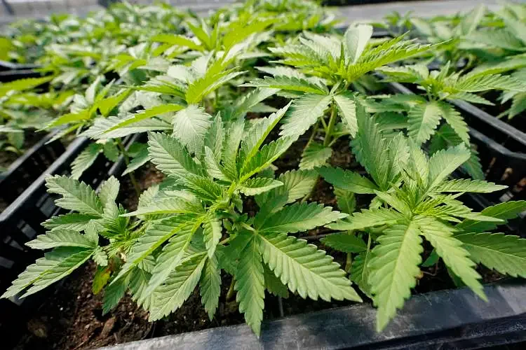 Opinion: Rescheduling cannabis is not legalization