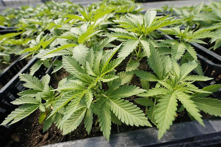 Opinion: Rescheduling cannabis is not legalization