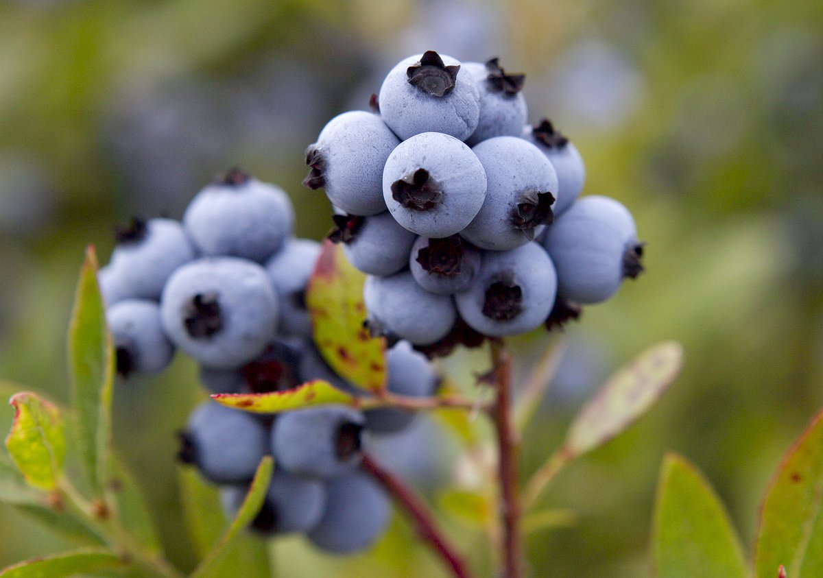Where you can legally pick blueberries in Maine