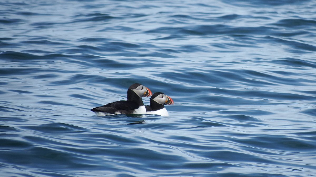 This Maine island mail boat will take you on a puffin tour