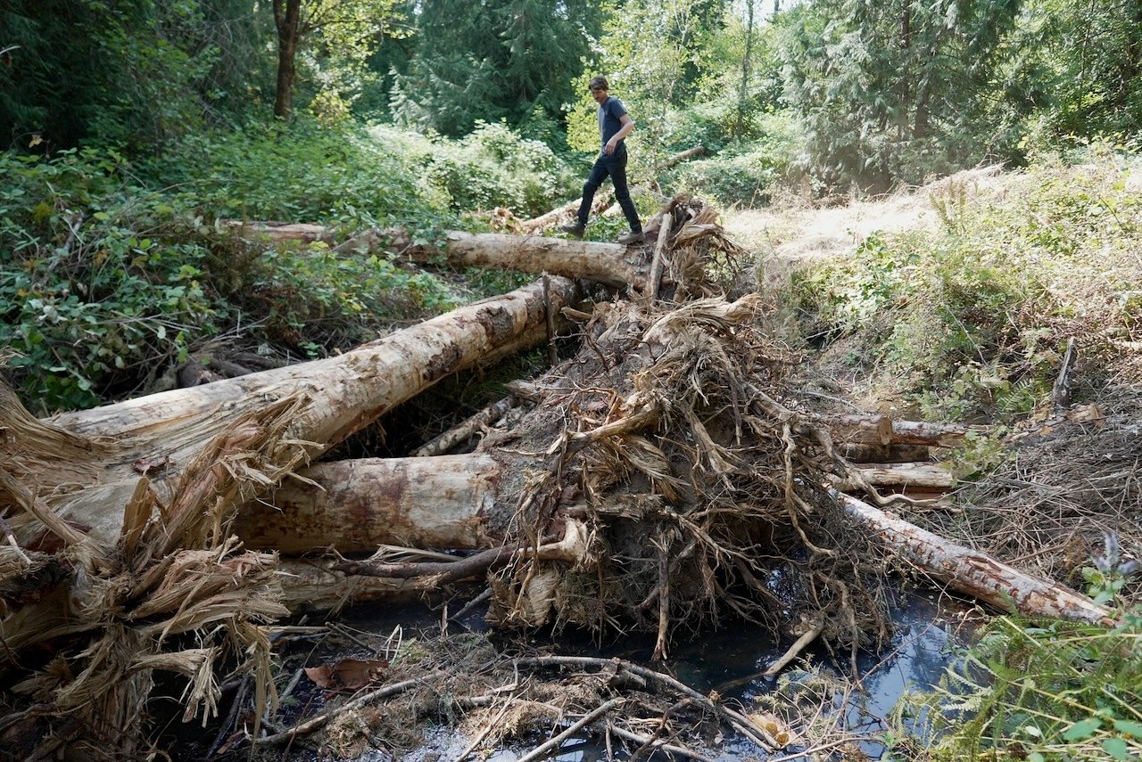 Why beavers are the real stars of this Oregon City watershed restoration project