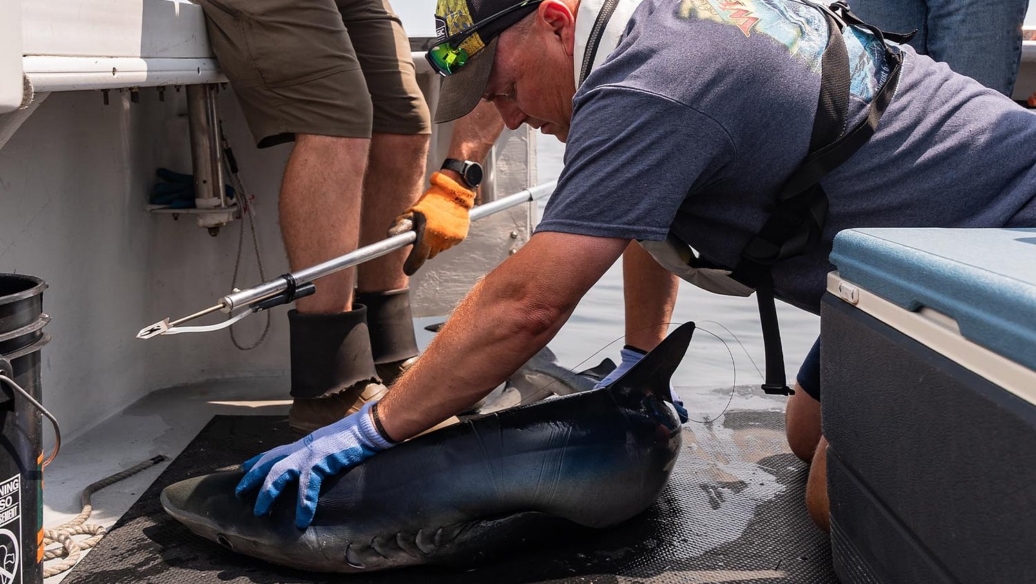 Can scientists track sharks in real time? A UMaine researcher explains