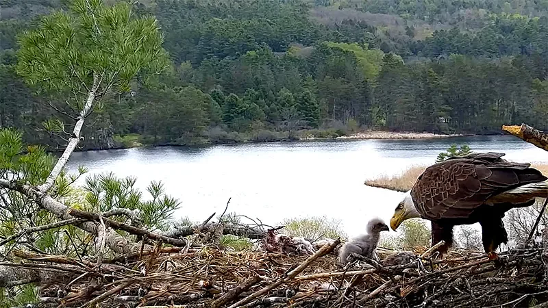 Out & About: VINS' Eagle Cam soars during first year