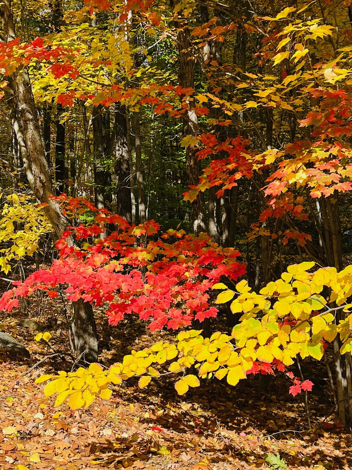 Vintage Views: All things autumn