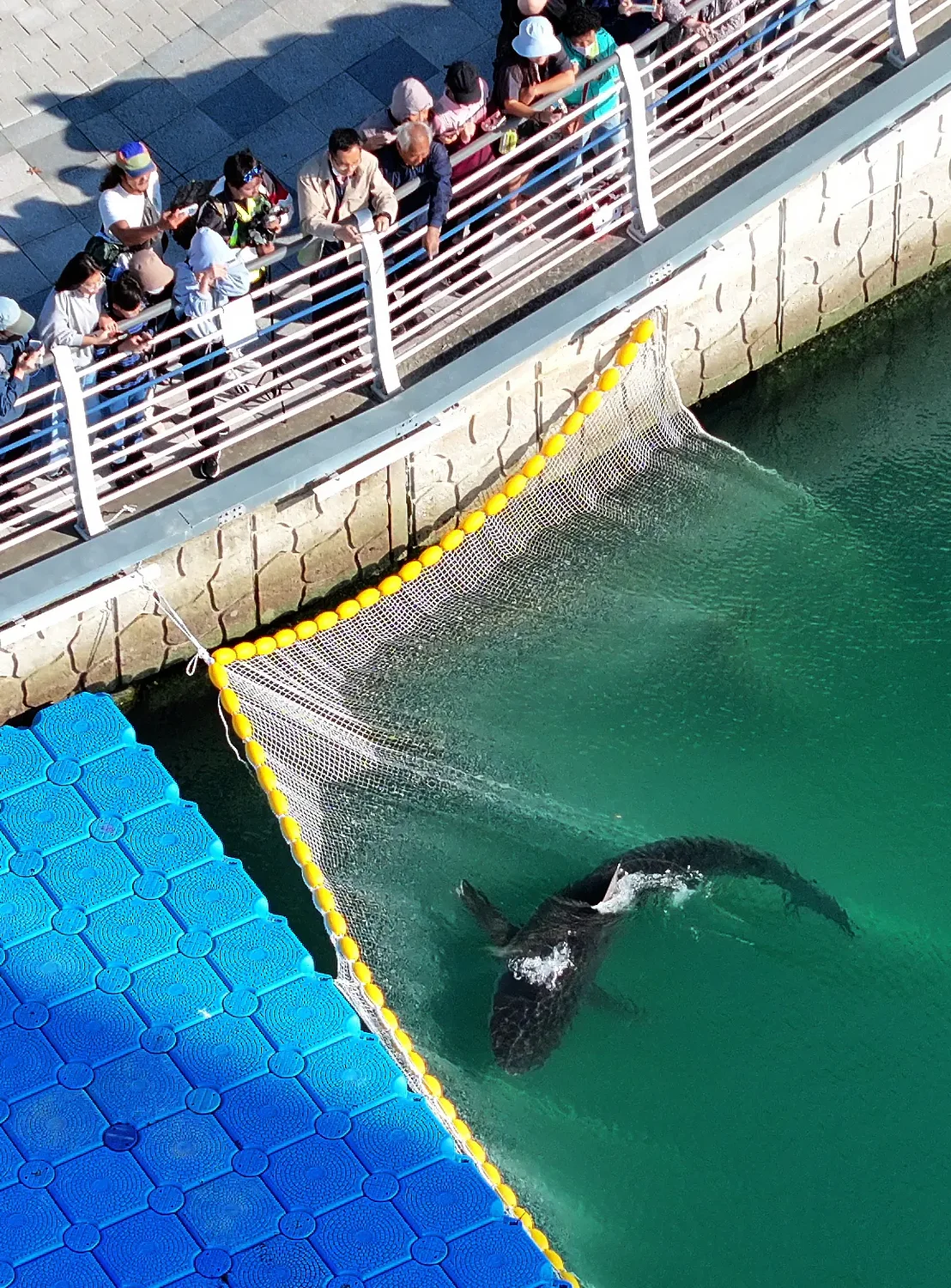 South Korean officials struggle to free a shark trapped in Busan canal