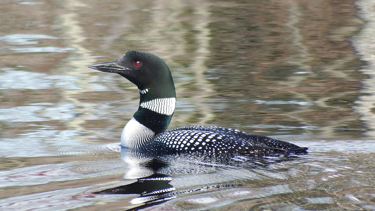What Maine’s latest loon count revealed