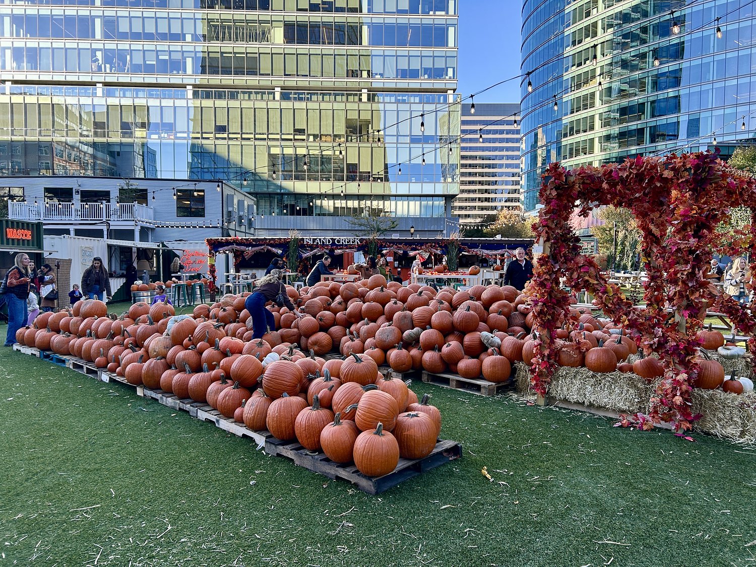 Boston patch comes with over 10K pumpkins ripe for picking, smashing
