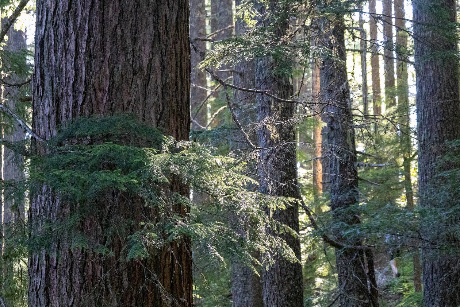Value of roadless forestland is immense. We must all join the fight to preserve it.