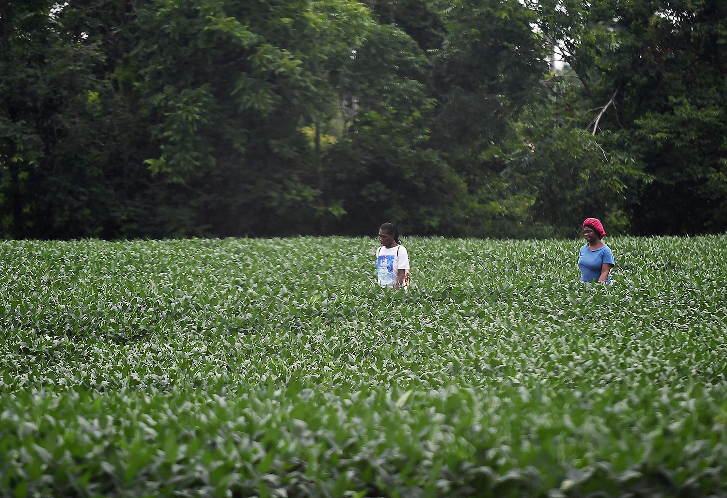 China resumes US soybean purchases under trade deal with Trump, but future for farmers remains ‘daunting’ 