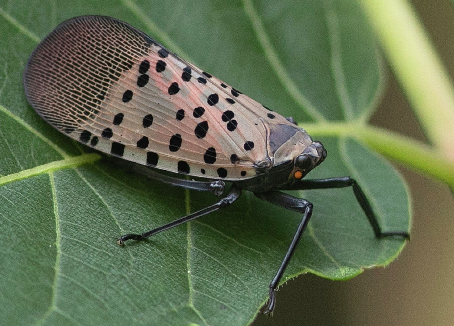 Connecticut man creates game where each lanternfly kill helps you climb the leaderboard
