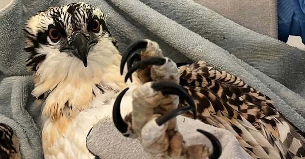 A dramatic osprey rescue, a case of lead poisoning