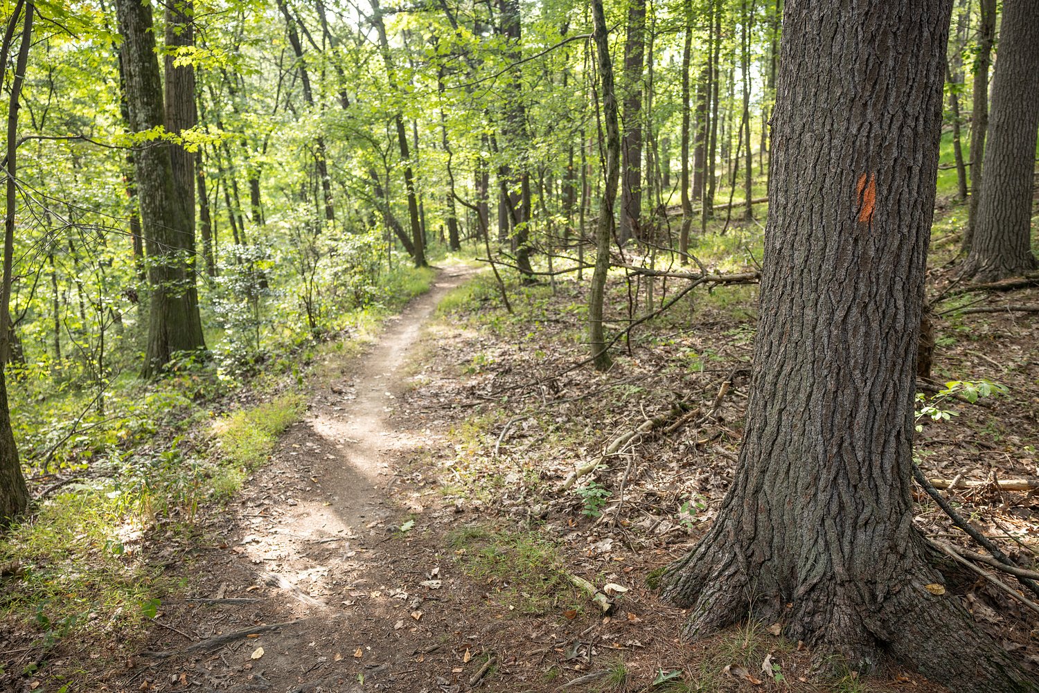 Pa. park joins national network of protected old-growth forests