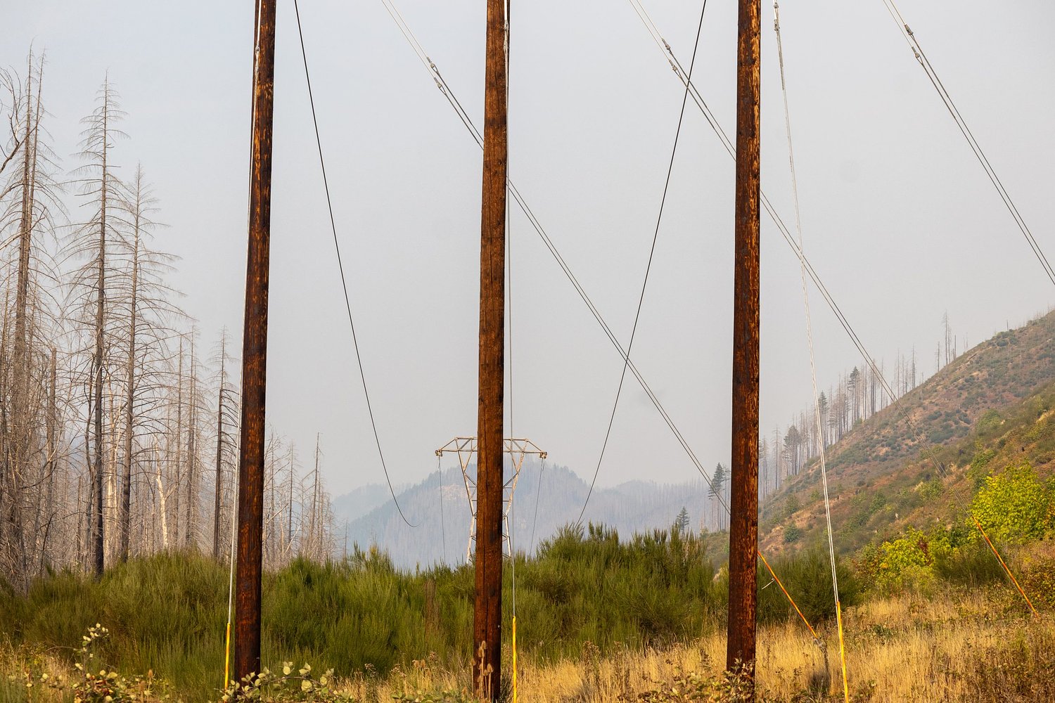Judge declines to certify government’s appeal seeking immunity from Holiday Farm Fire lawsuits