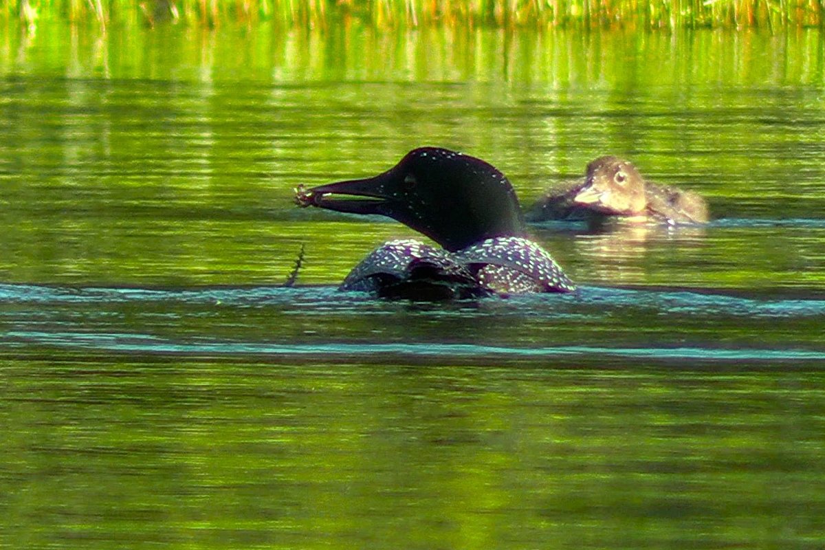 How 30 minutes can help one of Maine's most iconic birds