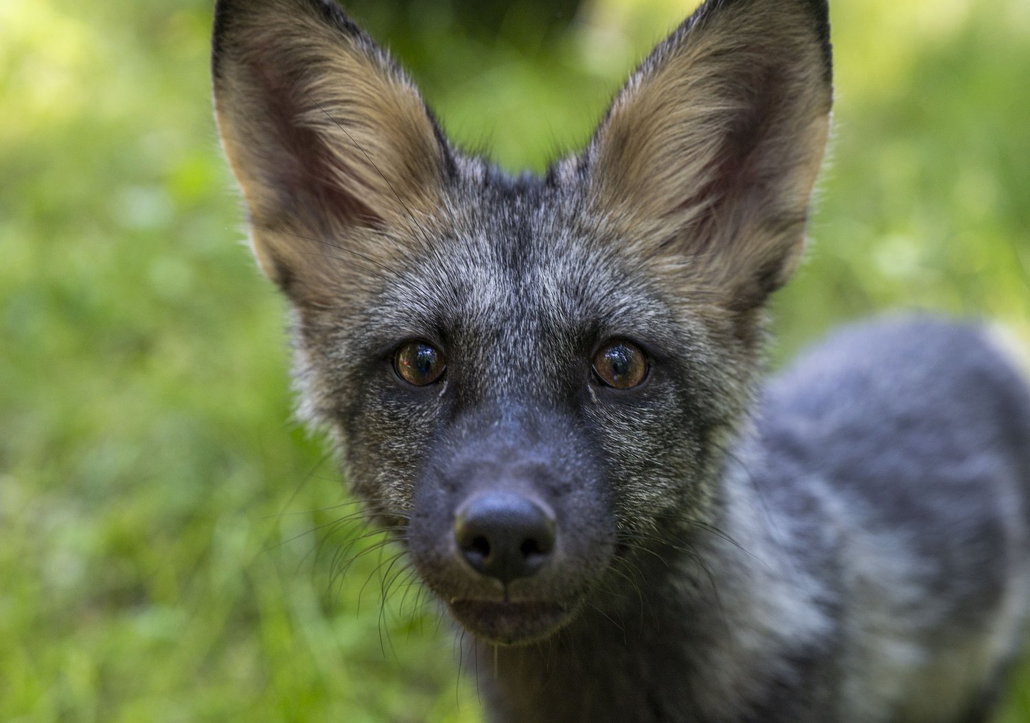 Fox parasite that can kill humans spotted in WA, researchers say