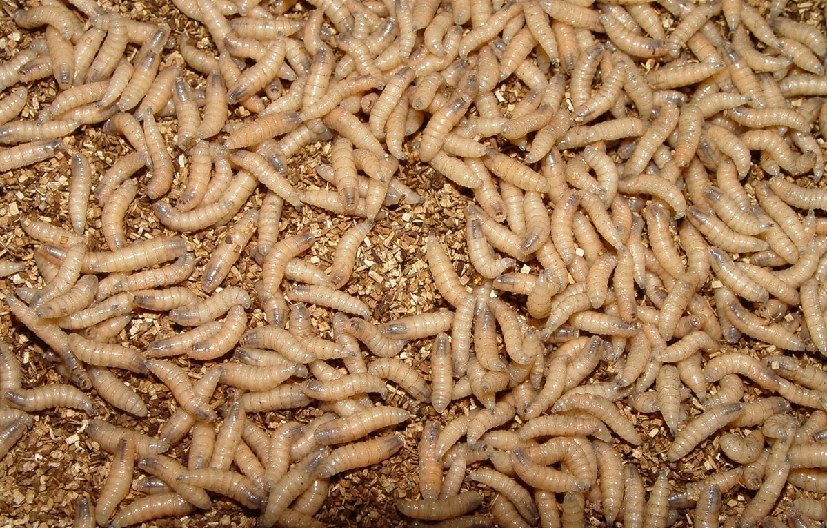 State tightens rules on bringing animals into Maine to keep away flesh-eating flies