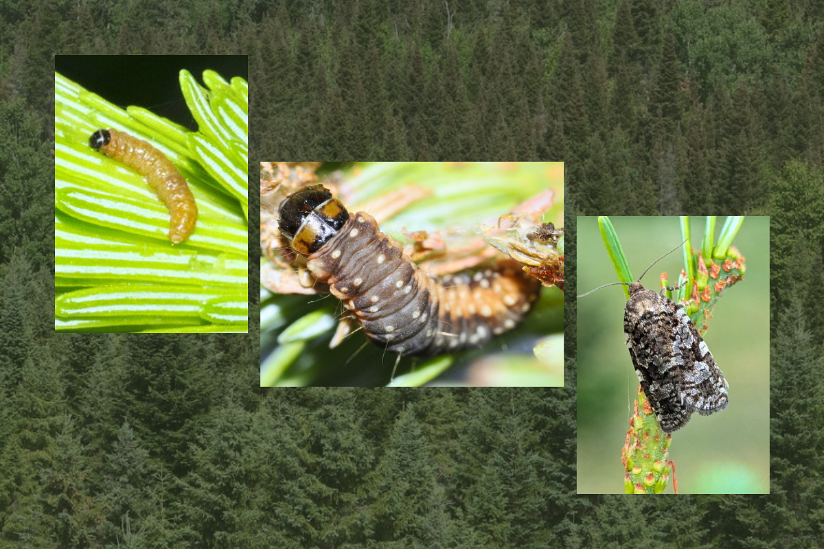Maine’s new strategy to stop another insect disaster in the North Woods