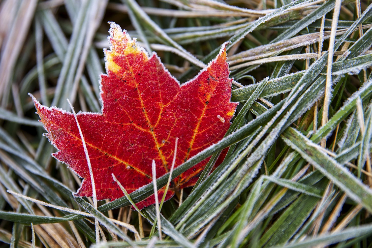 Detroit Forecast: Coolest temps of the season coming, with overnight lows plunging into the 30s
