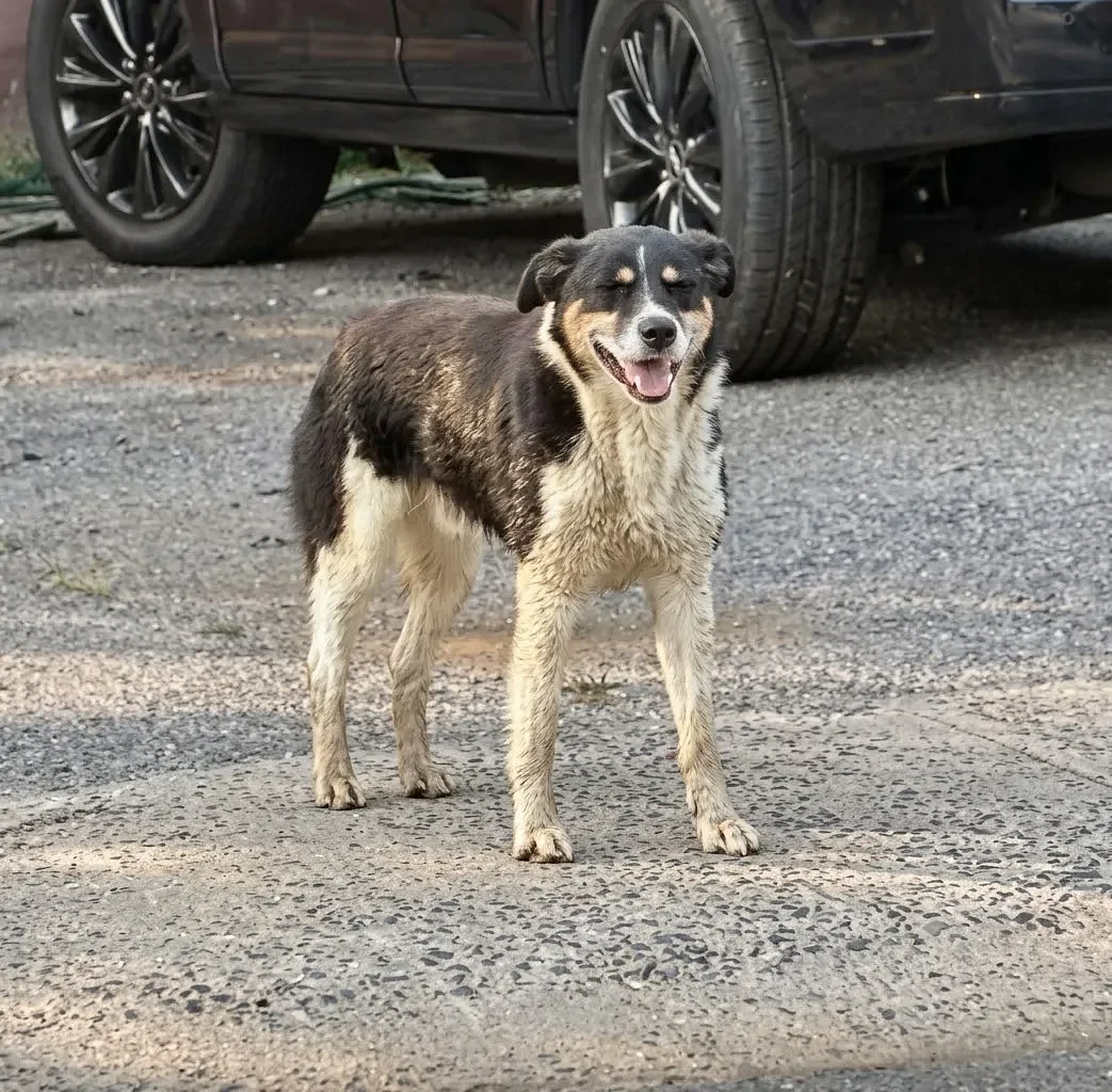 Have you seen Bandit? Two women have been tracking the dog's movements for almost a year.