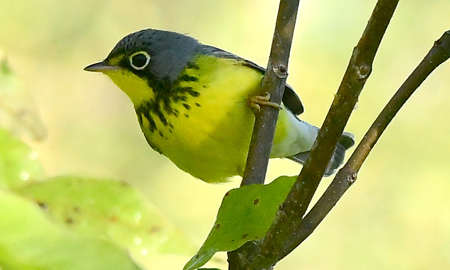 Speaking of Nature: Tracking a brilliant songbird