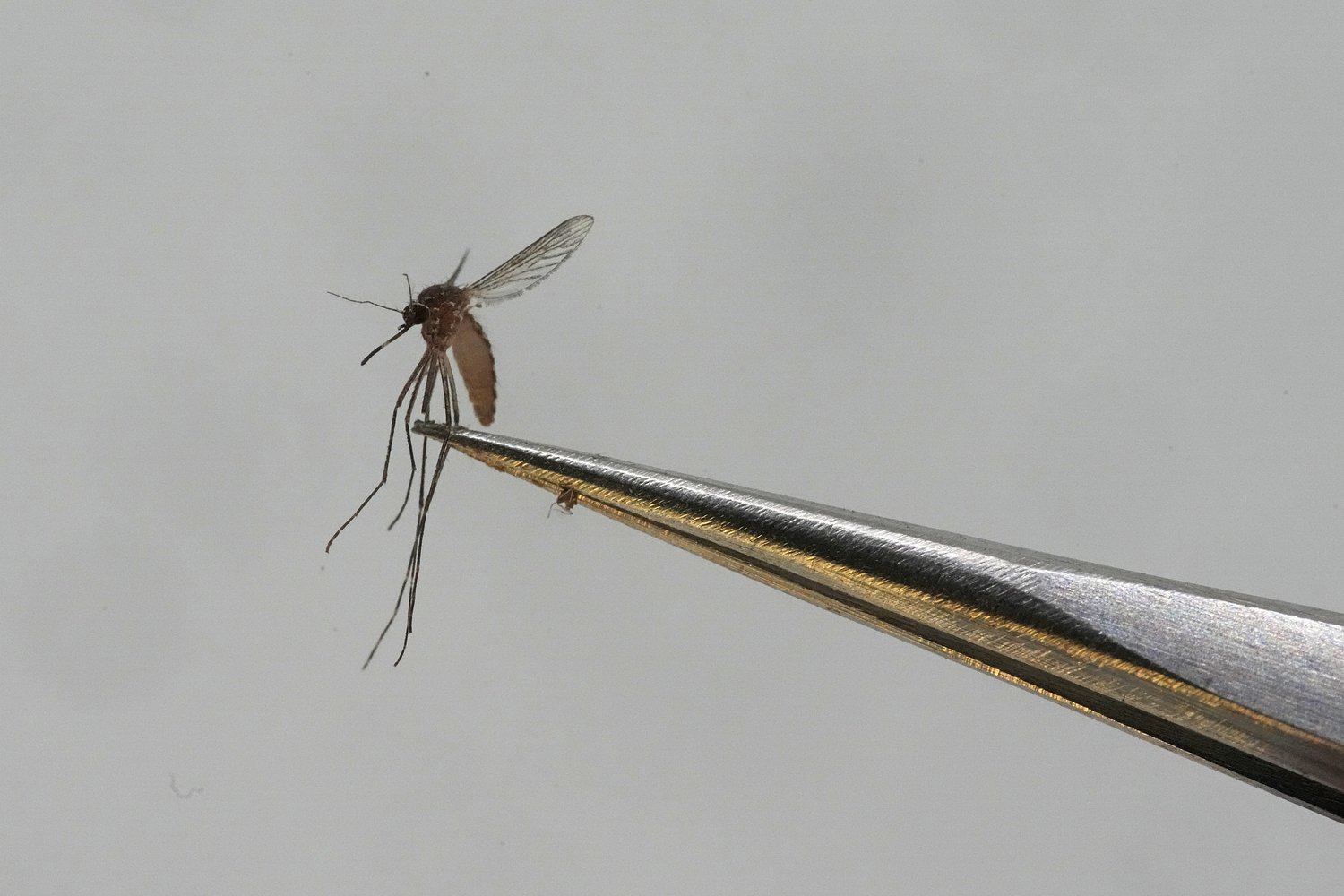 A virus that terrified the world just resurfaced in the U.S.