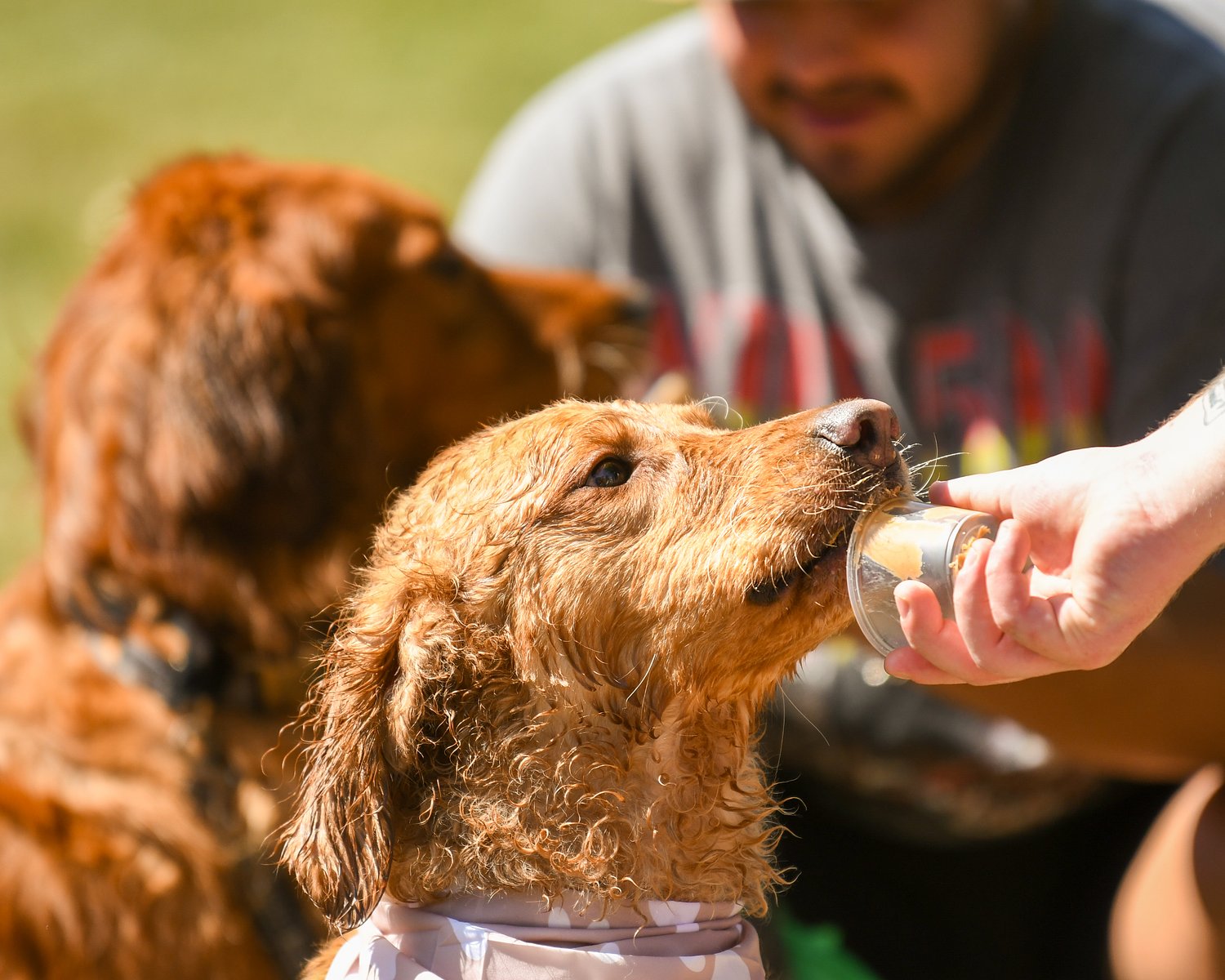 Dogs, bees, pumpkins and flannel shirts highlight Downers Grove Park District’s September events