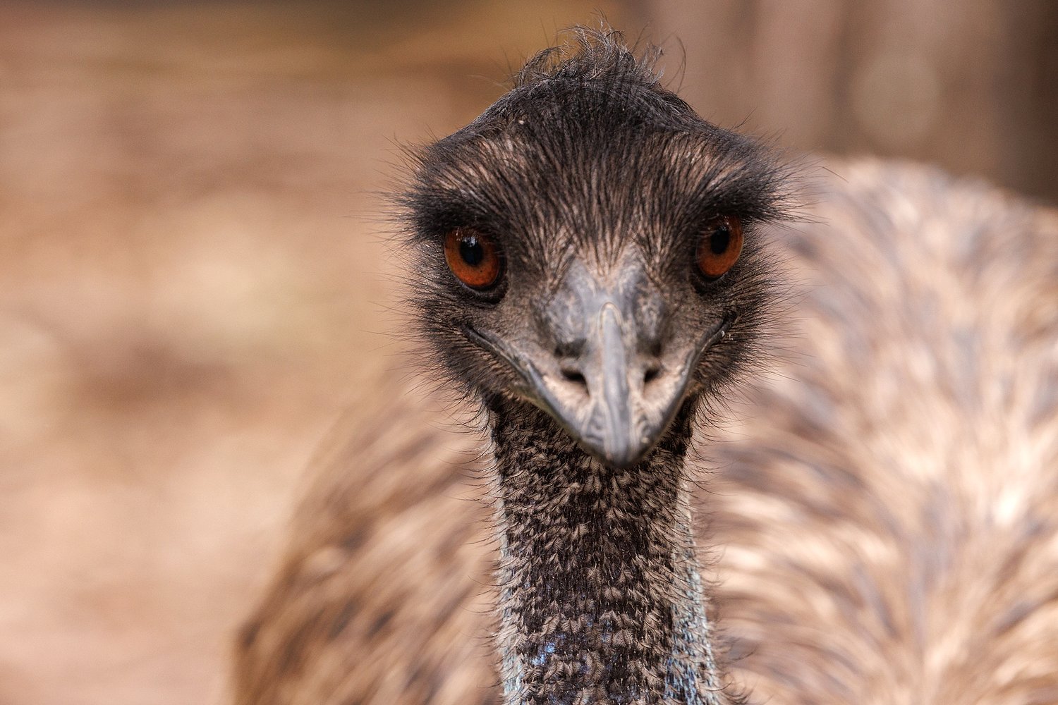 Emu requires rescue from officers in streets of Santa Cruz