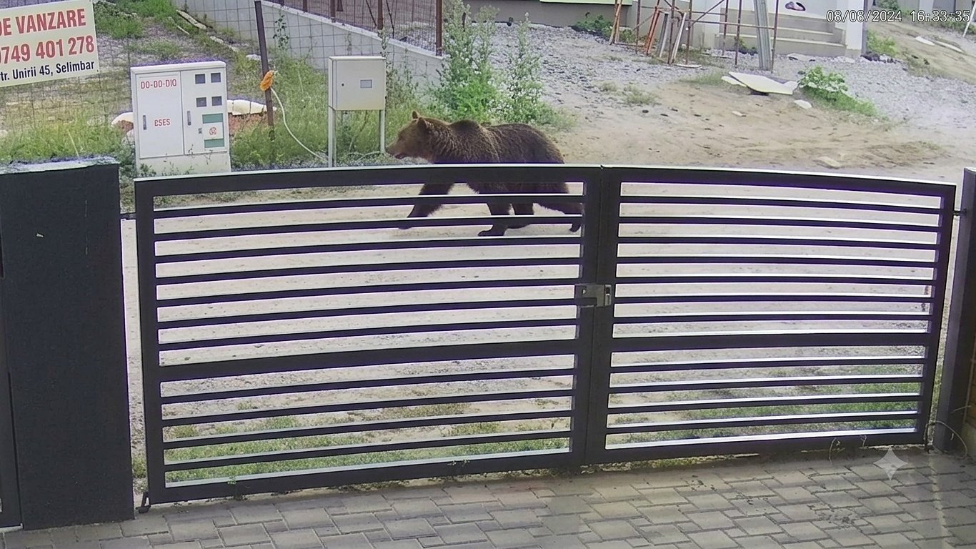 Urșii au coborât ”adânc” în Șelimbăr: unul a ajuns printre blocuri și a produs panică printre oameni / video