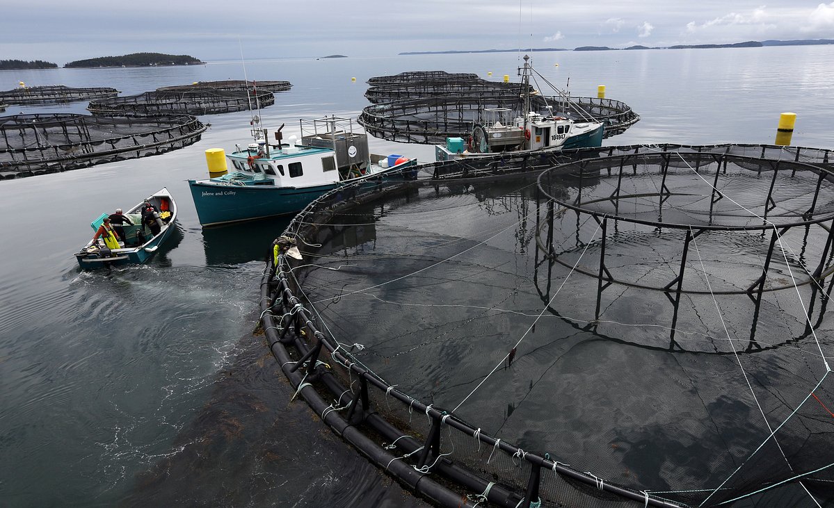 Maine’s only ocean-farmed salmon grower to buy out competitor for $158M
