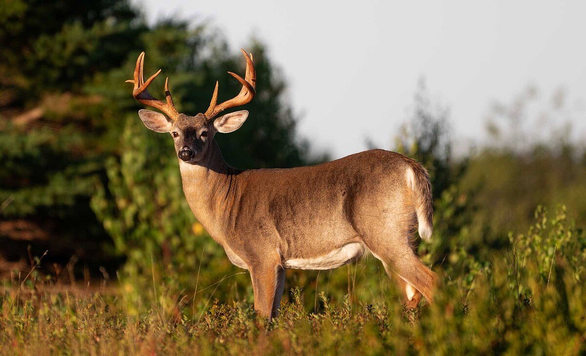 Maine set a deer harvest record last year. So where should you hunt this fall?
