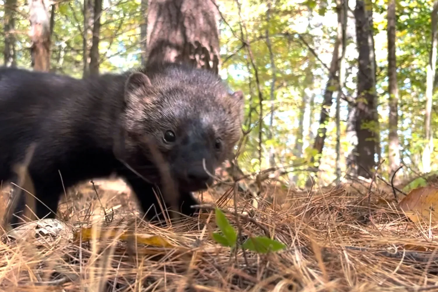 Going the distance: This little NH fisher traversed 80 miles, setting a new record