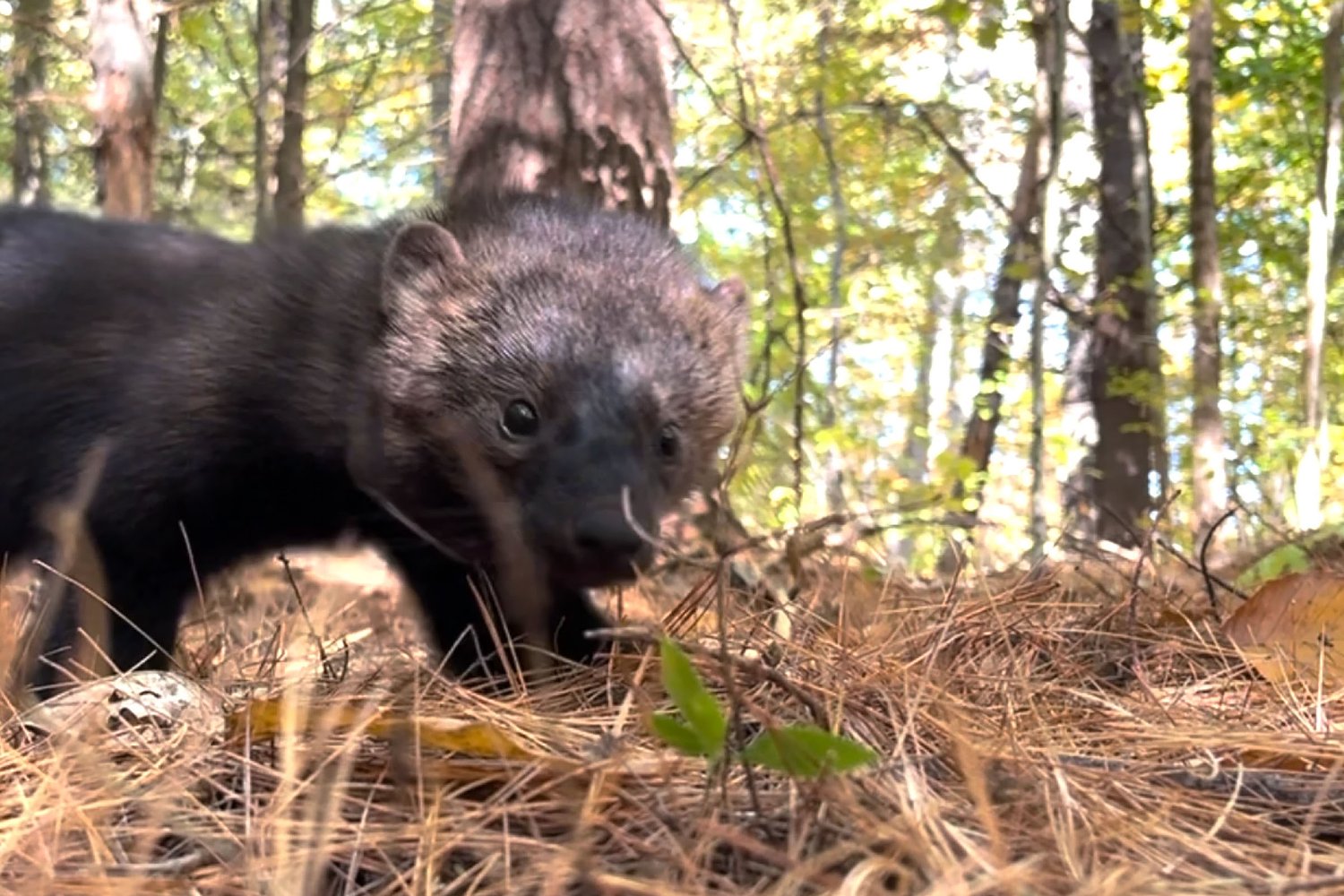 Going the distance: This little NH fisher traversed 80 miles, setting a new record